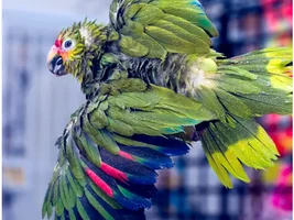 Pictures of your bird in flight!