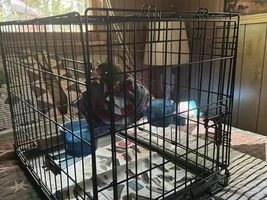 Larger parrot issues