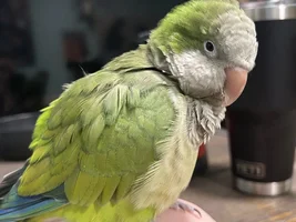Flock Thread Volume 2