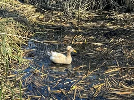 Question for bird watchers…