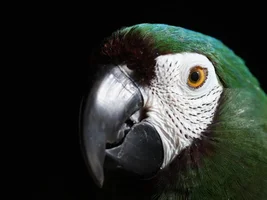 The backwards bird and a bath