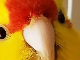 male or female kakariki - adding a new bird