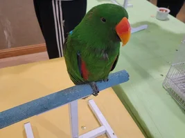 Need Advice on Purchasing Eclectus