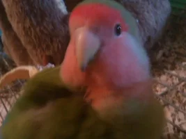 Hi from flockleader