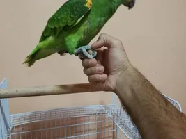assistance in taming blue fronted amazon