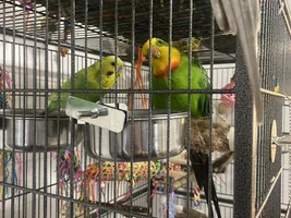 Healthy but lazy parrots?