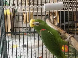 My new amazon