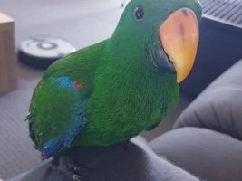 Black marks on eckie's beak