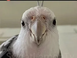 The best Bird meme!!