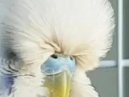 Official budgie photo thread!