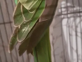 What's happened to Gabbanas wing ?