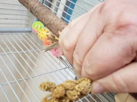 Help please, I'm trying to tame my cockatiel