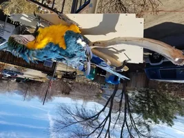 Blue and Gold Macaw in need of Home