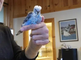 Birdie Baby Pictures