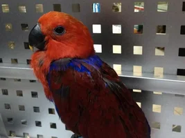 HELP!! Confused with bird age!