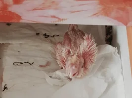 I have hatched four Nymphicus hollans and one Myiopsitta monachu. I want to ask where I can buy the eggs of African Grey Parrot.