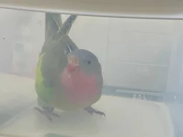Introducing The New Adventures Of Princess Peach!! 💝