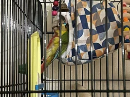 green cheeked conure