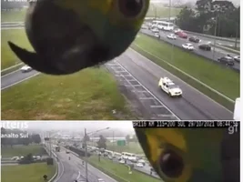 The best Bird meme!!