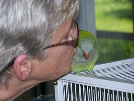 Pictures of our two parrot babies