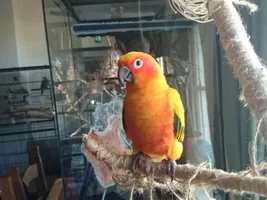 Second Bird Has Arrived!