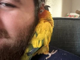 Teaching to like scritches - Help Please!