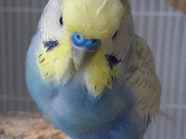 Post pics of your moulting birds here!