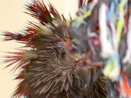 Wet bird or sleepy bird?