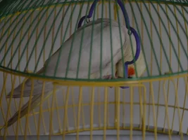 My new cockatile