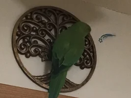 Adopted IRN - wordy Backstory, Question on his size, & other tidbits