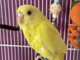 Cricket’s thread!