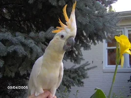 Intelligence of Cockatoos compared to cats  and dogs