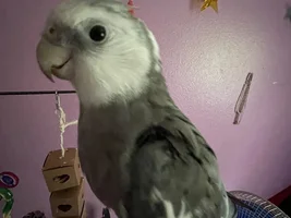 Rico’s thread