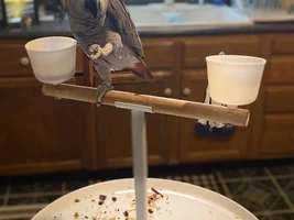 Large Parrot Photo Thread