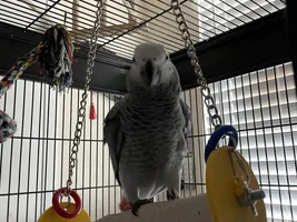 Beautiful young hand tamed African Gray for sale.  A great talker!!!