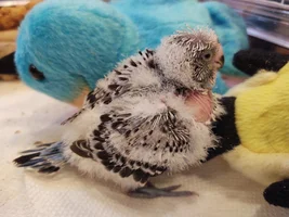 Raising Rocky, My Baby Budgie