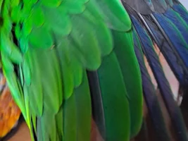 Wing feathers concern?