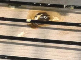 Help! My lovebird seems to have gastroenteritis...