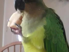 Peach Fronted Conure's Companion New Member