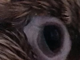 My name is rumpled and i have 2 conure parrots.