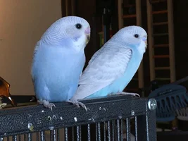 So I got her a nestbox....