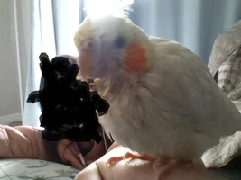Small bird photo thread!