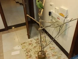 Making parrot tree