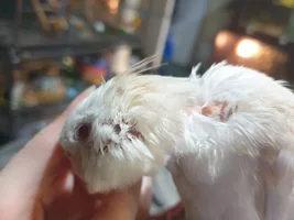 Cockatiel feather problems??