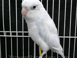 New Bird Daddy - Please help me ID my new family member