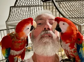 Scarlet Macaw siblings Scottie & Louie grinding their mandibles in contentment