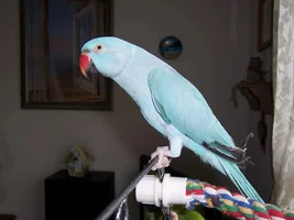 Hi Everyone