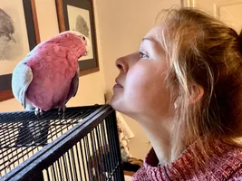 Hello! Galah advice and support please!