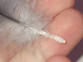 African grey plucked (?) feather