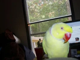 Pictures of my IRN!!